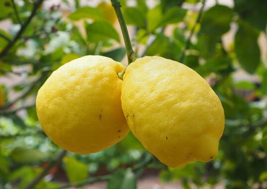 lemon