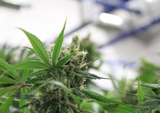 medical