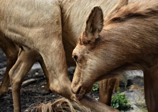 grooming