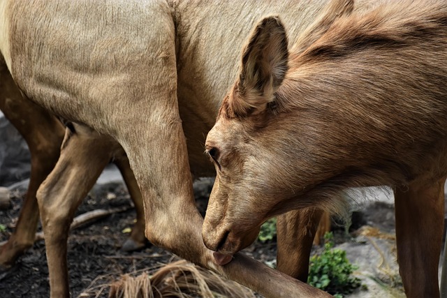 grooming